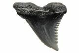 Snaggletooth Shark (Hemipristis) Tooth - South Carolina #211588-1